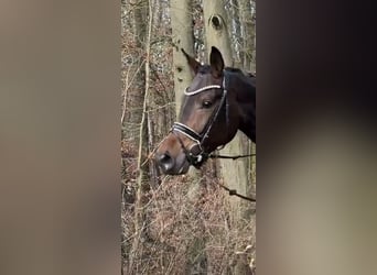 Oldenburgo, Yegua, 4 años, 170 cm, Castaño oscuro