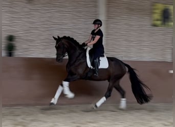 Oldenburgo, Yegua, 4 años, 170 cm, Castaño oscuro