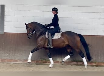 Oldenburgo, Yegua, 4 años, 170 cm, Castaño oscuro