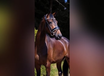 Oldenburgo, Yegua, 4 años, 170 cm, Castaño oscuro