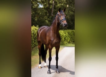 Oldenburgo, Yegua, 4 años, 170 cm, Castaño oscuro