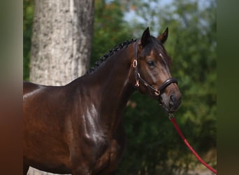 Oldenburgo, Yegua, 4 años, 170 cm, Castaño oscuro