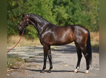 Oldenburgo, Yegua, 4 años, 170 cm, Castaño oscuro