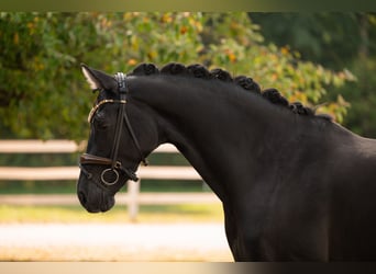 Oldenburgo, Yegua, 4 años, 170 cm, Negro