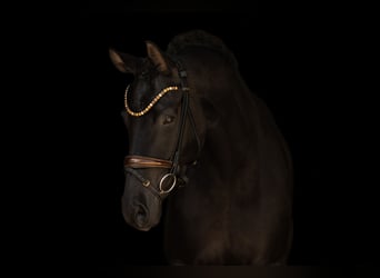 Oldenburgo, Yegua, 4 años, 170 cm, Negro