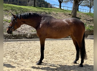 Oldenburgo, Yegua, 4 años, 171 cm, Castaño oscuro