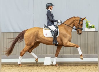 Oldenburgo, Yegua, 4 años, 172 cm, Alazán-tostado