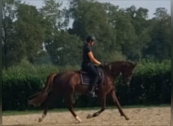 Oldenburgo, Yegua, 4 años, 172 cm, Alazán-tostado