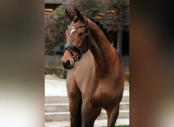 Oldenburgo, Yegua, 4 años, 172 cm, Castaño