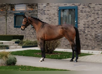 Oldenburgo, Yegua, 4 años, 172 cm, Castaño