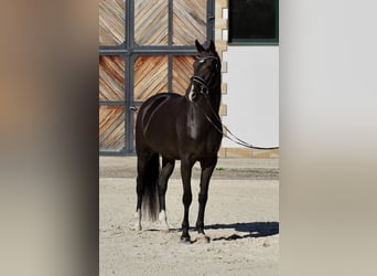 Oldenburgo, Yegua, 4 años, 172 cm, Castaño oscuro