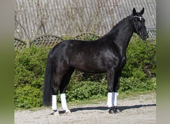 Oldenburgo, Yegua, 4 años, 172 cm, Negro