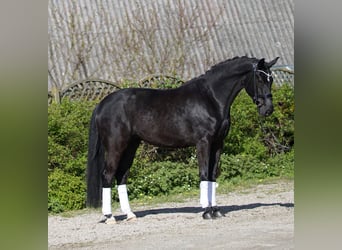 Oldenburgo, Yegua, 4 años, 172 cm, Negro