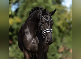 Oldenburgo, Yegua, 4 años, 172 cm, Negro