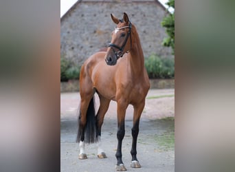 Oldenburgo, Yegua, 4 años, 173 cm, Castaño