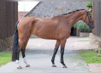 Oldenburgo, Yegua, 4 años, 173 cm, Castaño