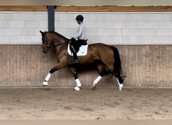 Oldenburgo, Yegua, 4 años, 175 cm, Castaño