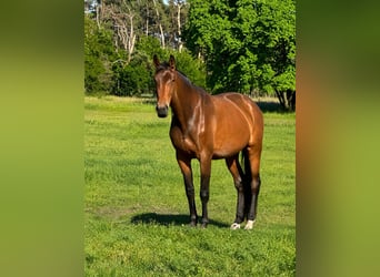 Oldenburgo, Yegua, 4 años, 176 cm, Castaño