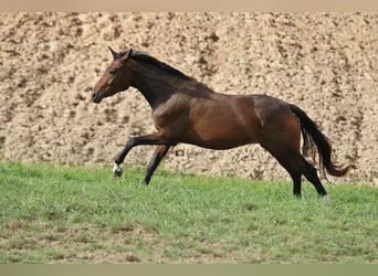 Oldenburgo, Yegua, 5 años, 160 cm, Castaño