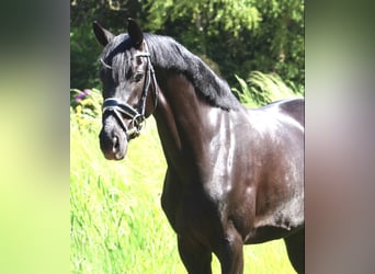 Oldenburgo, Yegua, 5 años, 160 cm, Negro