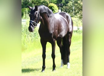 Oldenburgo, Yegua, 5 años, 160 cm, Negro