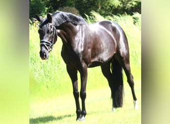 Oldenburgo, Yegua, 5 años, 160 cm, Negro
