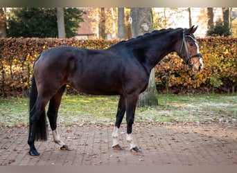 Oldenburgo, Yegua, 5 años, 162 cm, Castaño