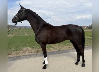 Oldenburgo, Yegua, 5 años, 162 cm, Negro