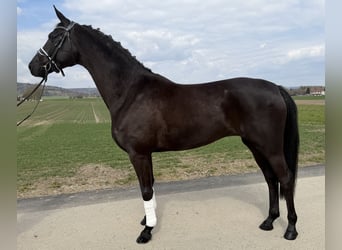 Oldenburgo, Yegua, 5 años, 162 cm, Negro