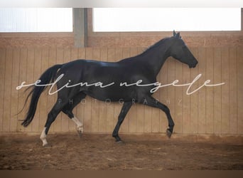 Oldenburgo, Yegua, 5 años, 162 cm, Negro