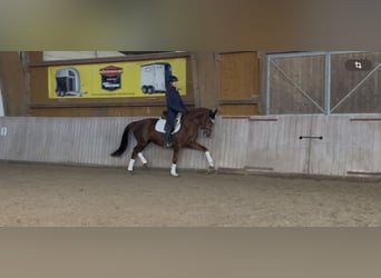 Oldenburgo, Yegua, 5 años, 163 cm, Alazán