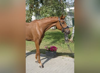 Oldenburgo, Yegua, 5 años, 163 cm, Alazán