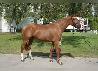 Oldenburgo, Yegua, 5 años, 163 cm, Alazán