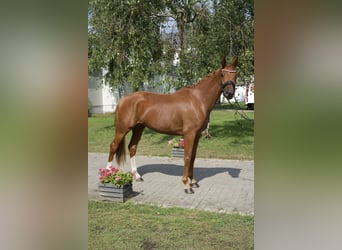 Oldenburgo, Yegua, 5 años, 163 cm, Alazán