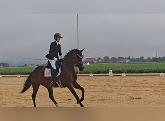 Oldenburgo, Yegua, 5 años, 163 cm, Castaño oscuro