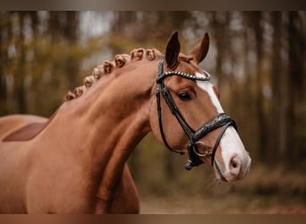 Oldenburgo, Yegua, 5 años, 164 cm, Alazán-tostado