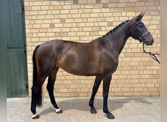Oldenburgo, Yegua, 5 años, 164 cm, Morcillo