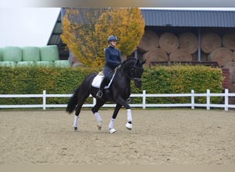 Oldenburgo, Yegua, 5 años, 164 cm, Negro