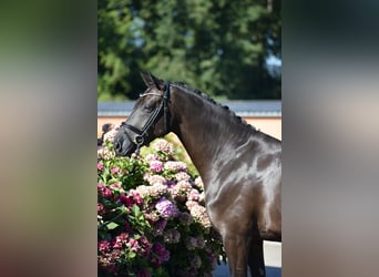 Oldenburgo, Yegua, 5 años, 164 cm, Negro
