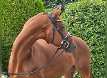 Oldenburgo, Yegua, 5 años, 165 cm, Alazán