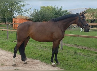 Oldenburgo, Yegua, 5 años, 165 cm, Castaño