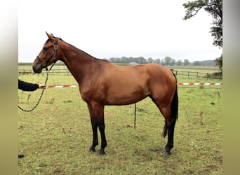 Oldenburgo, Yegua, 5 años, 165 cm, Castaño