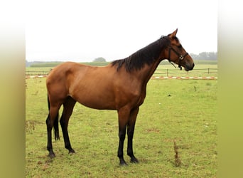 Oldenburgo, Yegua, 5 años, 165 cm, Castaño