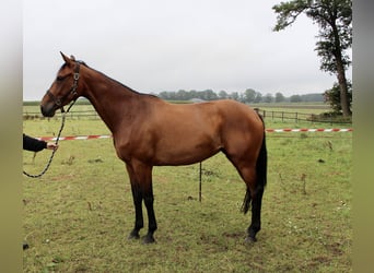 Oldenburgo, Yegua, 5 años, 165 cm, Castaño