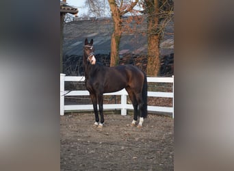 Oldenburgo, Yegua, 5 años, 165 cm, Castaño oscuro