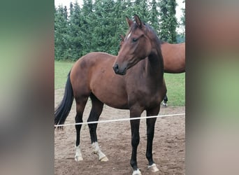 Oldenburgo, Yegua, 5 años, 165 cm, Castaño oscuro