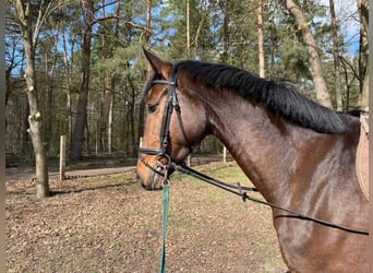 Oldenburgo, Yegua, 5 años, 165 cm, Castaño oscuro