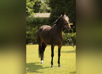 Oldenburgo, Yegua, 5 años, 165 cm, Castaño oscuro