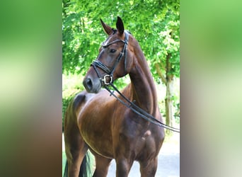 Oldenburgo, Yegua, 5 años, 165 cm, Castaño oscuro