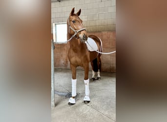 Oldenburgo, Yegua, 5 años, 166 cm, Alazán